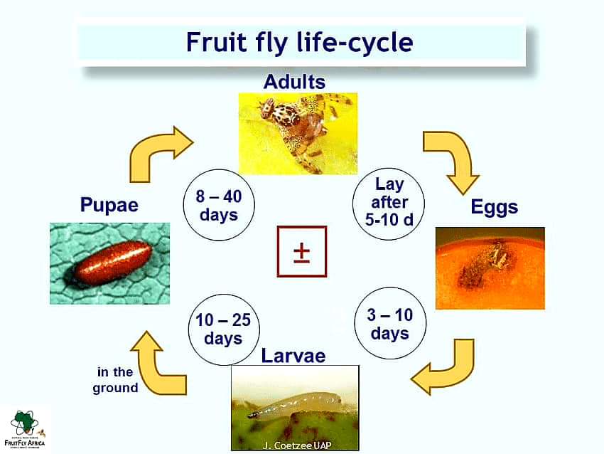 دورة الحياة  لذبابة الفاكهة