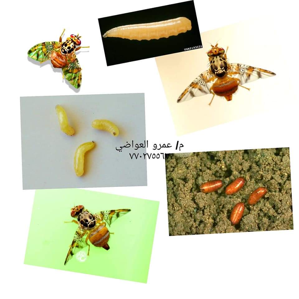 ذبابة الفاكهة Fruit Fly المزارع