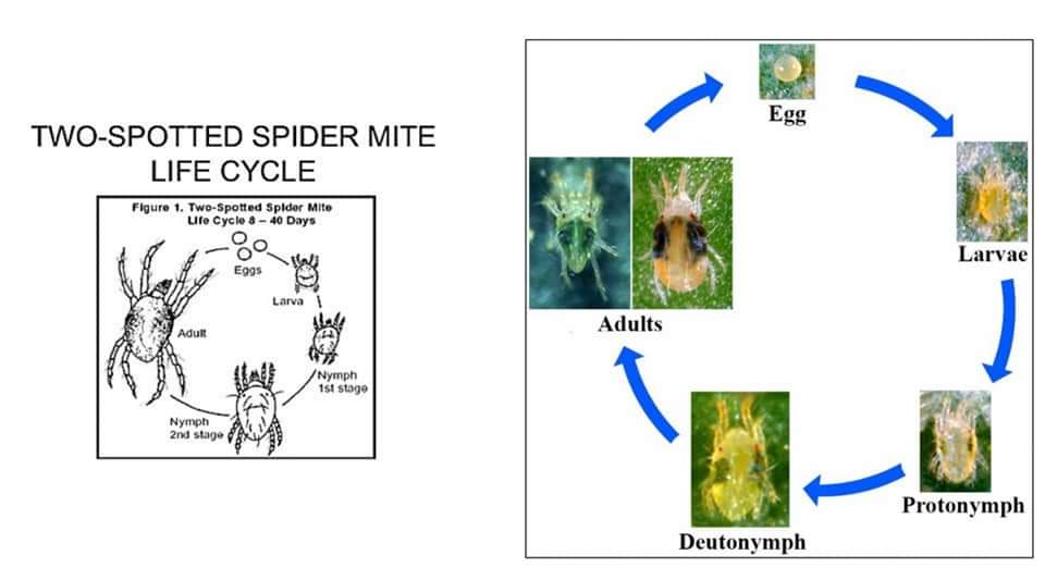 دورة الحياة و الحياتية  للأكاروس العنكبوتي ذو البقعتين