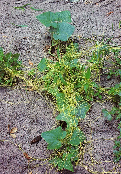 الأعراض و الضرر لنبات الحامول Dodder