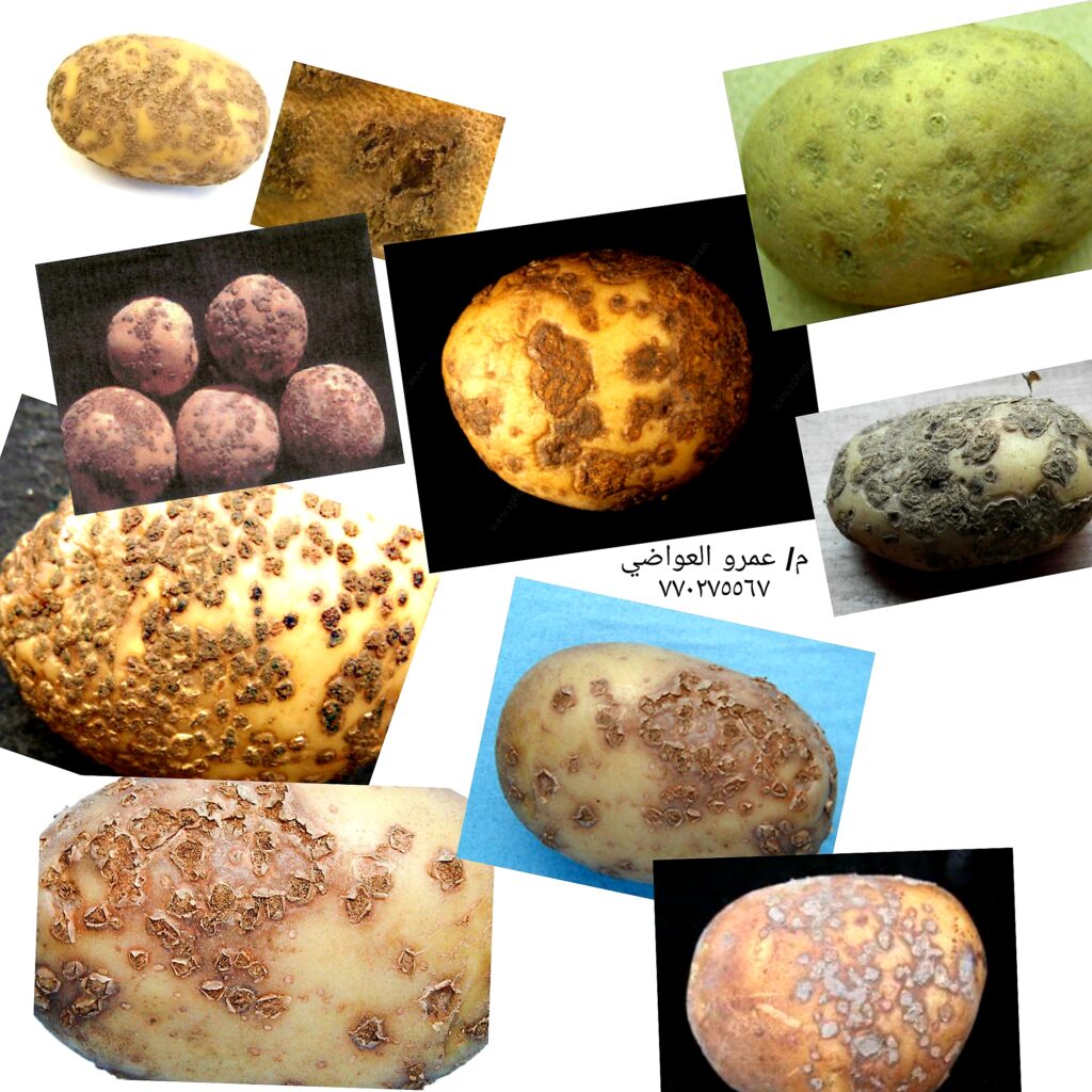 مظهر البقع لمرض الجرب المسحوقي في البطاطس