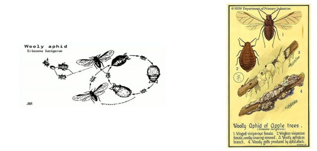 دورة حياة حشرة المن القطني