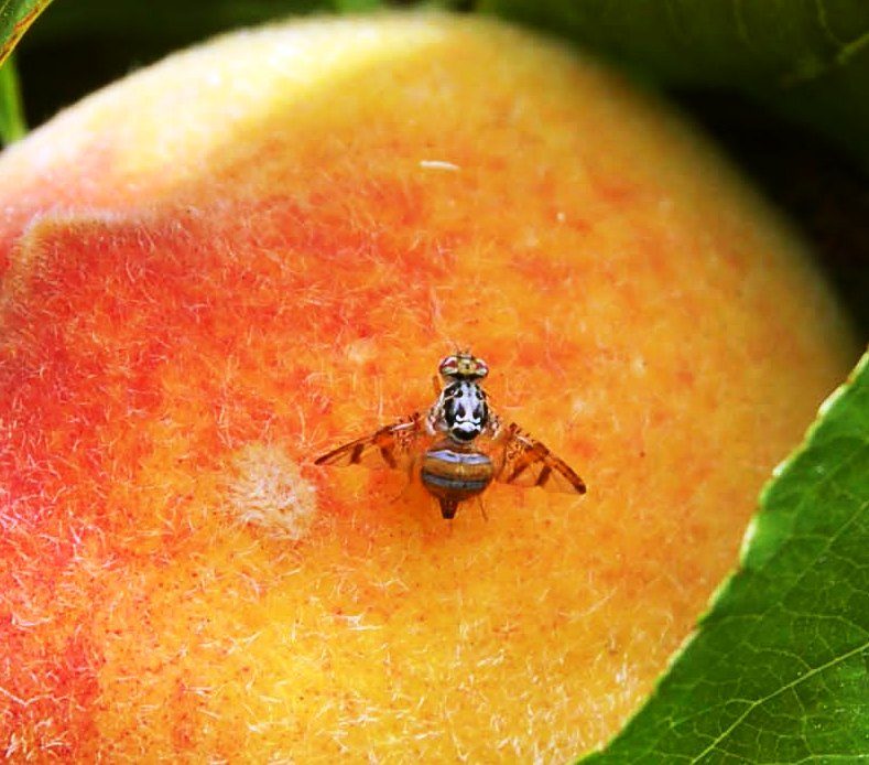اعراض ذبابة ثمار الخوخ على المانجو