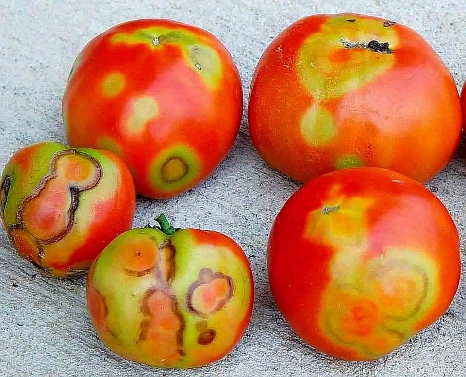 اعراض الاصابة بفيروس المتبقع في ثمار الطماطم