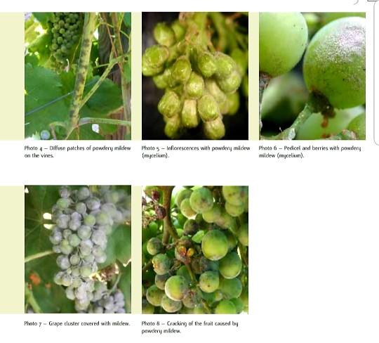 اعراض الاصابة بمرض البياض الدقيقي على ثمار العنب