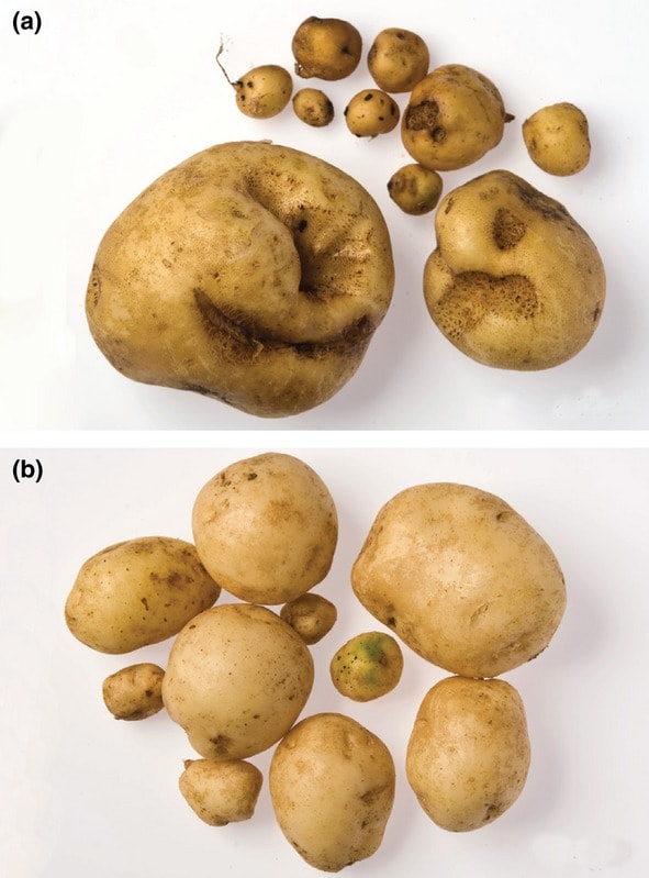 اعراض القشرة السوداء و تقرح الساق على ثمار البطاطس