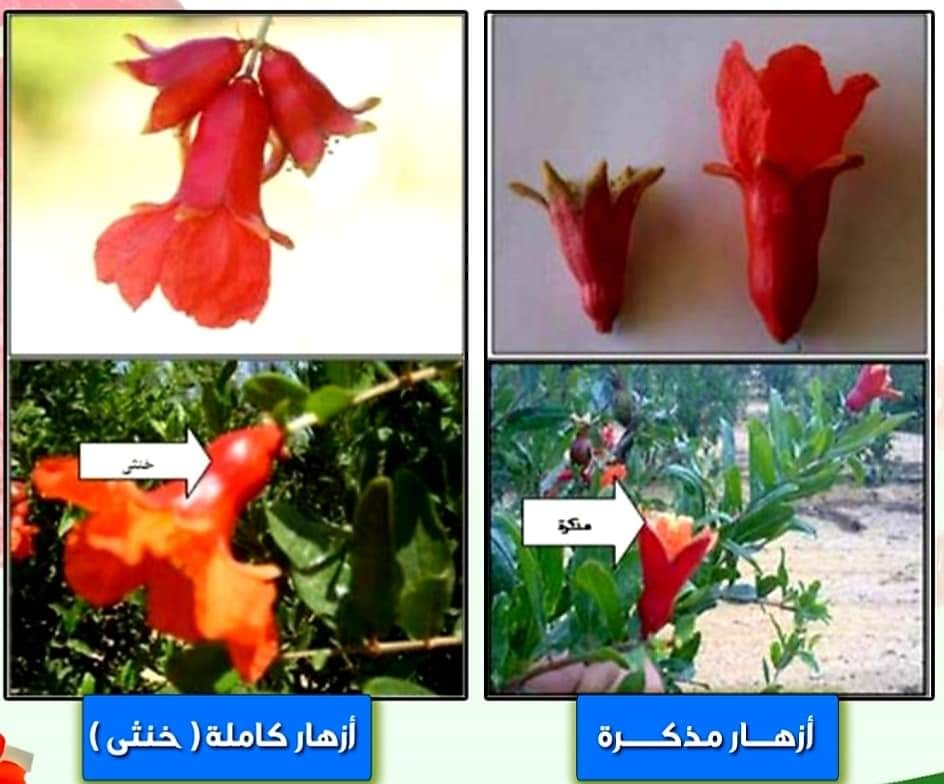 انواع الازهار في الرمان