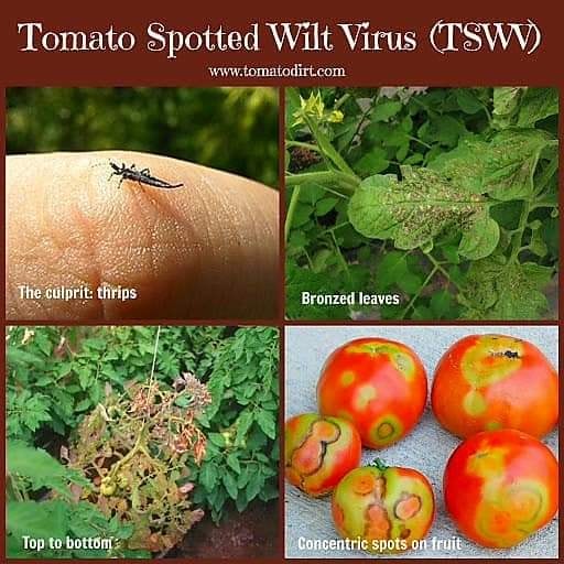 فيروس الذبول التبقعي في الطماطم المسبب المرضي