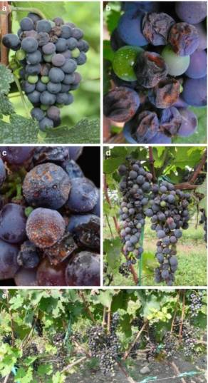 اعراض انثراكنوز العنب على ثمار العنب