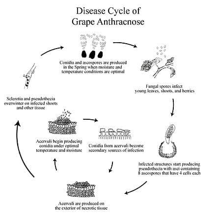 دورة حياة مرض الانثراكنوز